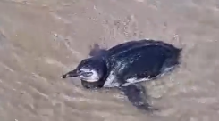 O Biopesca resgata animais marinhos que encalham, vivos ou mortos, nas praias de Praia Grande, Mongaguá, Itanhaém e Peruíbe, litoral sul de São Paulo.