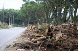 Árvores da Avenida Tancredo Neves, em Cubatão, sofram derrubadas para a construção de um viaduto