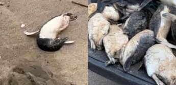 Outra suspeita é de que a mudança na temperatura das águas, também causada por eventos climáticos, tenha afetado a saúde dos animais