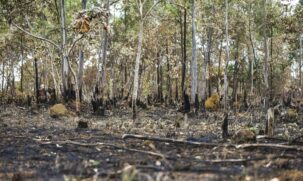 A recuperação dessas áreas degradadas é essencial não apenas para restaurar os ecossistemas, mas também para garantir o desenvolvimento sustentável do estado