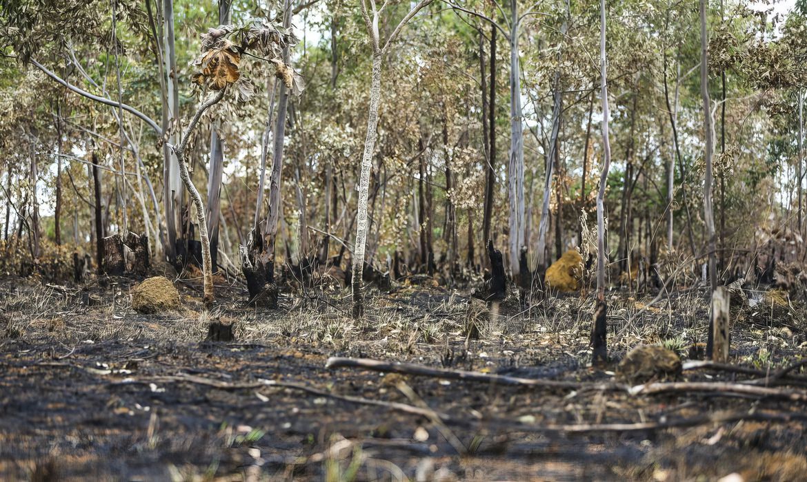 A recuperação dessas áreas degradadas é essencial não apenas para restaurar os ecossistemas, mas também para garantir o desenvolvimento sustentável do estado