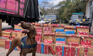 Animais sentiram o cheiro da droga e os policiais localizaram centenas de tabletes de maconha