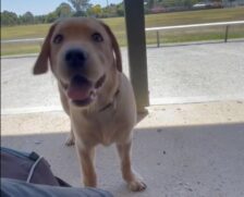 O labrador, chamado Storm, fugiu dos tutores, que visitavam a cidade