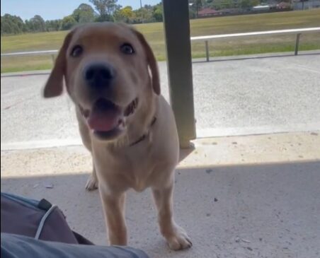 O labrador, chamado Storm, fugiu dos tutores, que visitavam a cidade