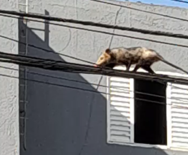 Gambá flagrado em fiação de rua no Tatuapé