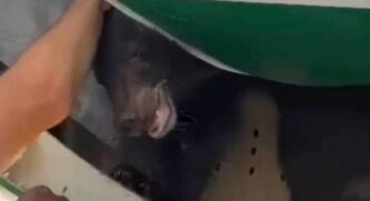 Urso fugiu de dentro de sua jaula e precisou ser sedado