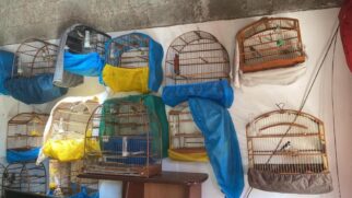 A Polícia Militar Ambiental localizou as aves em 58 gaiolas distribuídas pela residência