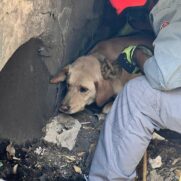 Cachorro é resgatado de dentro de bueiro