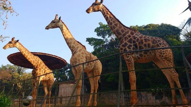 O zoológico tem mais de 1.500 animais de vários ecossistemas diferentes e de outras partes do mundo