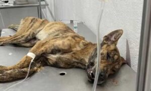 O cão foi então deslocado para uma clínica onde recebeu o tratamento necessário