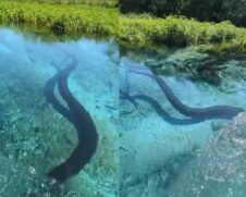 Segundo Célio, que trabalha nesse tipo de área há mais de 25 anos, o espécime tem o ambiente aquático como o seu habitat natural
