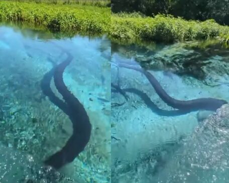 Segundo Célio, que trabalha nesse tipo de área há mais de 25 anos, o espécime tem o ambiente aquático como o seu habitat natural
