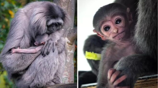Eles têm pelos cinza-prateados , membros longos e dedos com polegares reduzidos, para ajudá-los a balançar pelas árvores