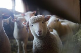 Os animais procuravam alimento após desastres naturais atingirem a região de Magnésia, na Grécia