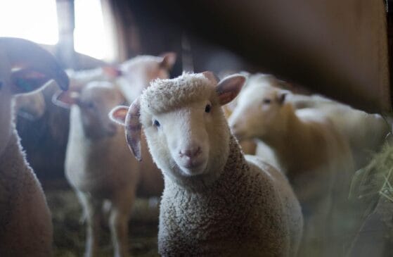 Os animais procuravam alimento após desastres naturais atingirem a região de Magnésia, na Grécia
