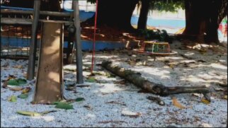 Tronco atingiu criança de cinco anos, que não resistiu as ferimentos e morreu