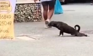 O cão Marrom mostrou ter talento para atuação