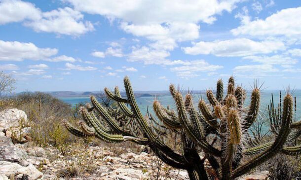 A proposta de criação de um fundo para financiar atividades de preservação da Caatinga foi entregue ao governo federal
