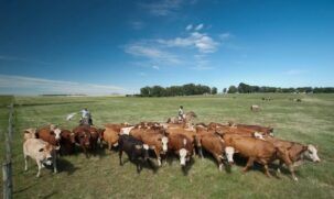 A pretensão do governo é regenerar até 40 milhões de hectares de pastagens em um período entre 10 e 15 anos