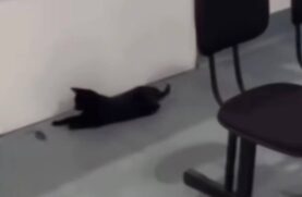 Nas imagens, é possível ver um gato correndo atrás do rato pelo PAT de Cubatão