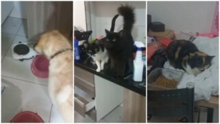 Animais abandonados em antigo prédio de Bruna Surfistinha