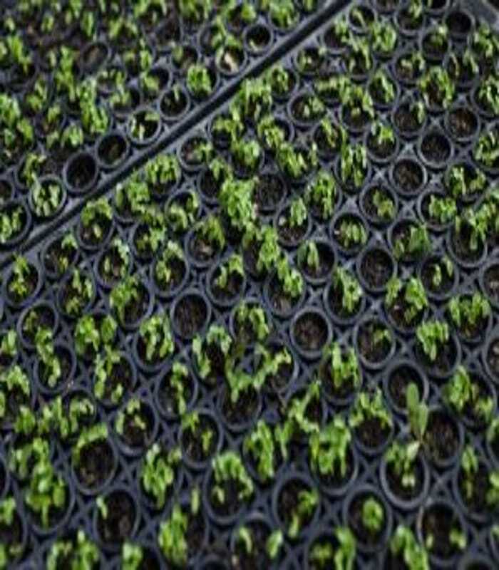 Dividida em dois eixos estruturantes, Mitigação e Adaptação, a estimativa é de reduzir em 78% as emissões projetadas para o ano de 2050