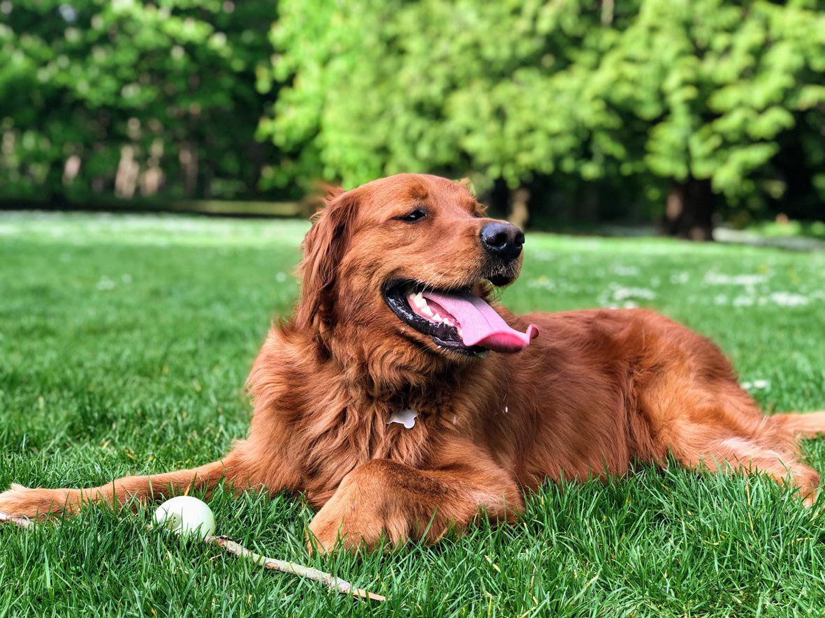 Veterinários contaram como deixar seu pet seguro e saudável neste verão com altas temperaturas