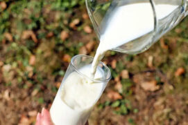 Há seis meses o preço do leite cai sem parar na porteira da fazenda