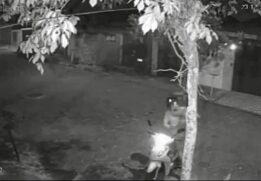 Imagens mostraram o homem, de 28 anos, acariciando o animal antes de matá-lo