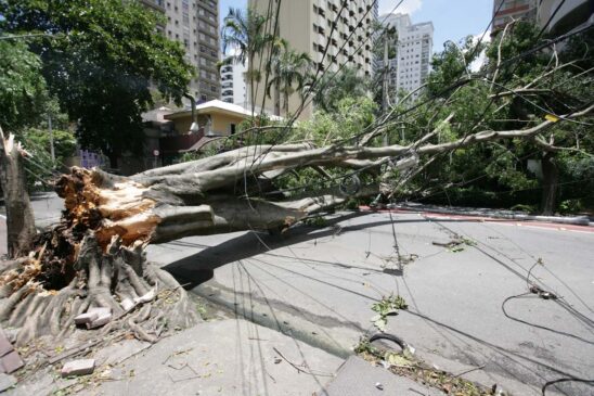 Queda de árvore na cidade de São Paulo após fortes chuvas