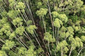 Helicóptero desaparecido é localizado em área de mata em Paraibuna