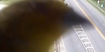 Passarinho aparece em vídeo de câmera