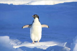 Apesar da associação quase imediata entre a Antártida e os pinguins no imaginário das pessoas, o fato é que a maioria das cerca de 20 espécies do grupo não vive em território antártico