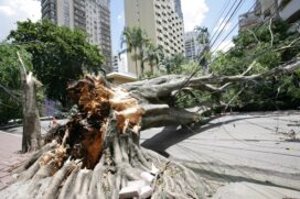 Uma árvores de grande porte caiu e arrastou a fiação elétrica da avenida Juriti e da rua Tuim