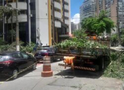 As fortes chuvas derrubaram uma árvore em cima da fiação elétrica da avenida Juriti e da rua Tuim