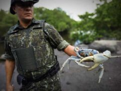 De janeiro a dezembro do ano passado, foram realizadas 85,4 mil intervenções policiais, que resultaram em 18,2 mil autos de infração