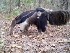 O programa captura imagens valiosas da fauna local