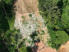A ação para estabilizar as marcas de deslizamentos nas encostas no município de São Sebastião foi iniciada em novembro e recuperou 2,1 hectares