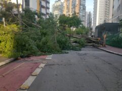 Árvore caída na região de Moema, na zona sul de São Paulo