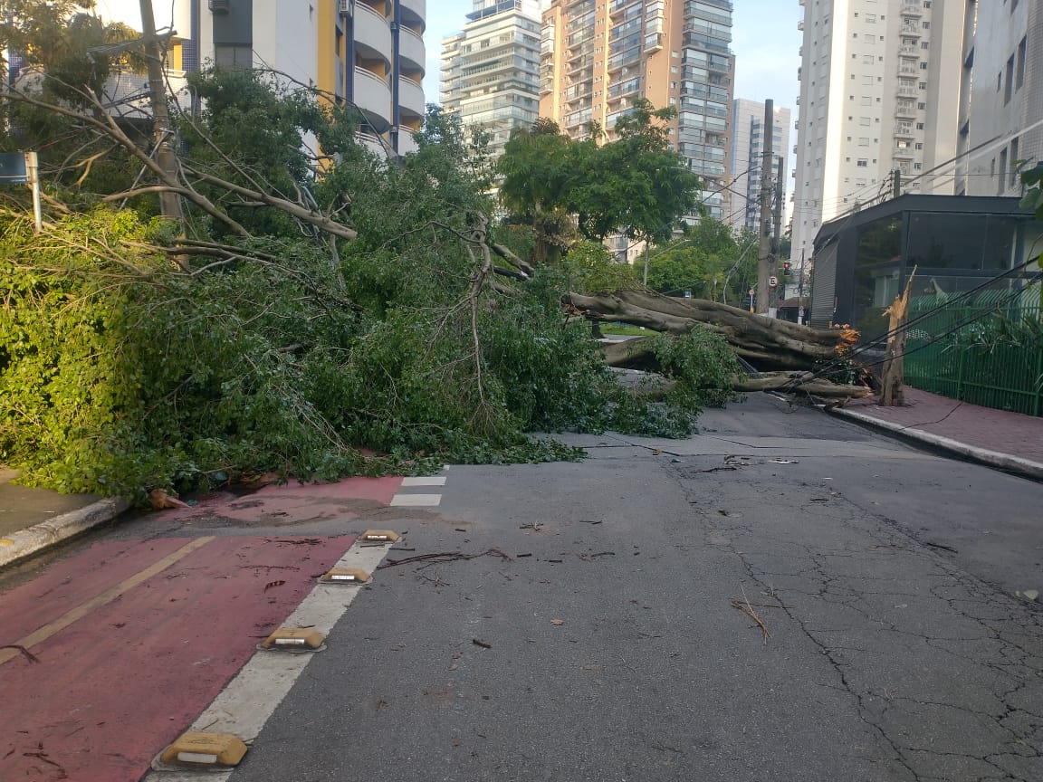 Árvore caída na região de Moema, na zona sul de São Paulo