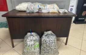 Mais de 10 mil porções de drogas foram apreendidas