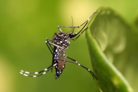 O agravamento de um quadro de dengue é conhecido popularmente como dengue hemorrágica; porém o termo deixou de ser usado em 2009 pela OMS