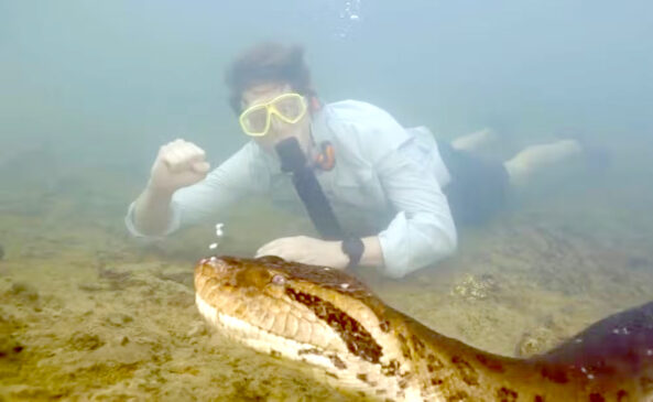 Biólogo holandês nada ao lado de sucuri gigante em rio de águas cristalinas de Bonito