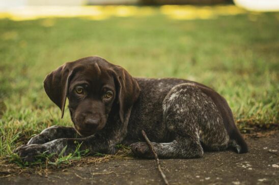 A prisão de dois a cinco anos é proposta caso a conduta seja feita em cachorro ou em gato