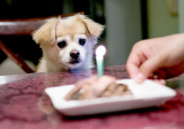 Os pets não possuem o mesmo metabolismo dos seres humanos, por isso é necessário ter muito cuidado com o que podem ou não comer