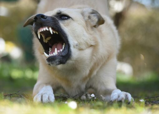 Segundo o parlamentar, é inaceitável que pessoas se utilizem de animais para praticar ações violentas