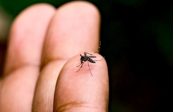 o portal "Dengue 100 Dúvidas", lançado pelo Governo de SP, está disponível para a população