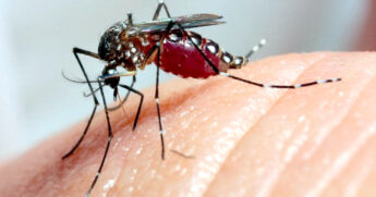 Dengue alcança 99 casos confirmados em Taboão da Serra