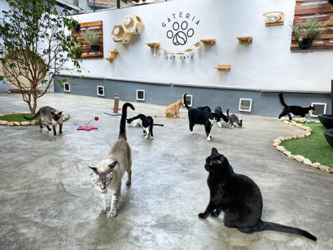 Surgidos em Taiwan, no final da década de 1990, os cat cafés se popularizaram na Ásia, especialmente no Japão