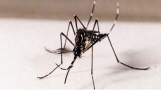 Desde o início do ano, o Brasil registrou 1.038.475 casos prováveis de dengue e 258 mortes confirmadas pela doença